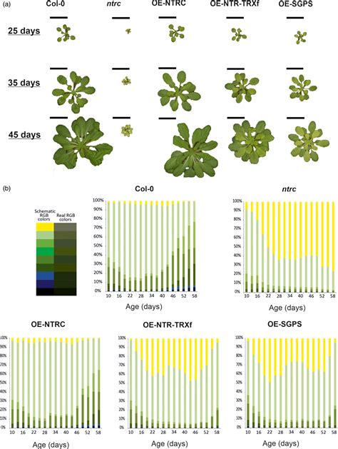 Two Chloroplast Thioredoxin Systems Differentially Modulate