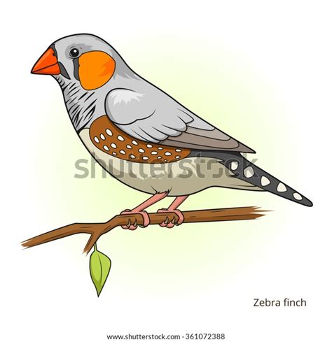 Zebra Finch Bird Learn Birds Educational Vector De Stock Libre De Regalías 361072388