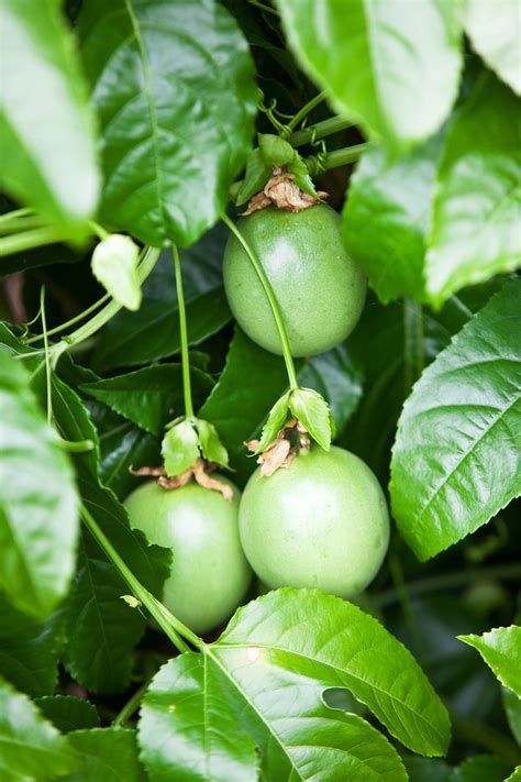 Don S Tips How To Grow A Passionfruit Vine Burke S Backyard