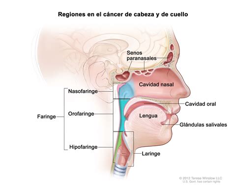 C Nceres De Cabeza Y Cuello National Cancer Institute