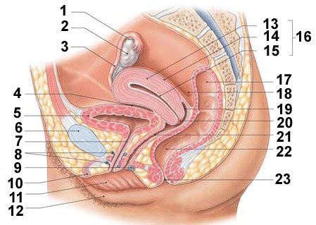 Female Reproductive System Flashcards Quizlet