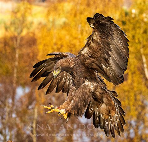 my birds of prey photography on Behance