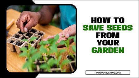 How To Save Seeds From Your Garden Some Quick Tips