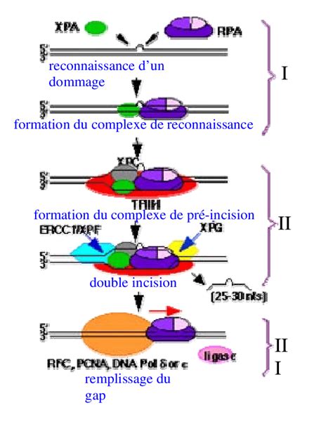 R Paration Par Excision De Nucl Otide Ner I Reconnaissance D Une