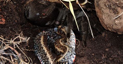 Can a tarantula eat a snake? Scientists impressed by spider - CNET