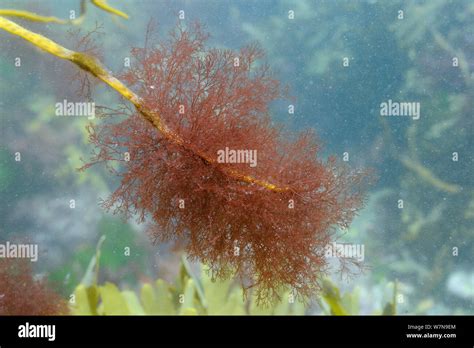 Epiphytic Red Alga Ceramium Sp Tuftsgrowing On Tip Of Thongweed