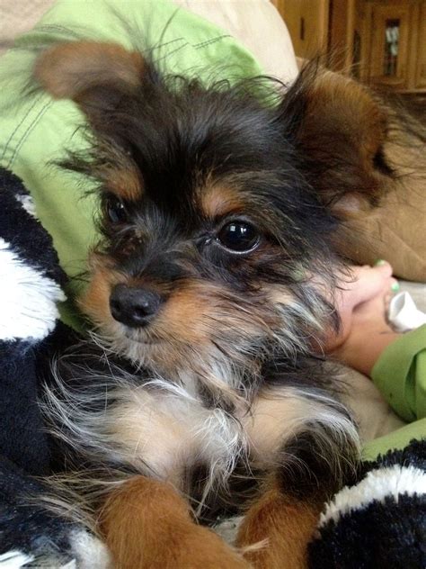 Yorkie Chihuahua Mix Puppies For Sale Near Me - Pets Lovers