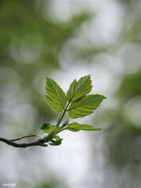 Closeup of Tree Leaves on Branch | Free Nature Image