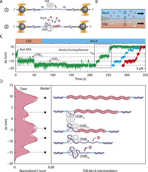 Figures And Data In Structural Dynamics Of E Coli Single Stranded Dna