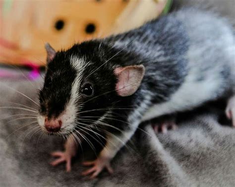 What A Gorgeous Rat Could There Really Be Blue Merle Rats Like Aussies