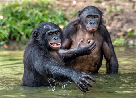 Hippie Chimps Had Sex With Mysterious Ghost Ape Hundreds Of Thousands Of Years Ago Live