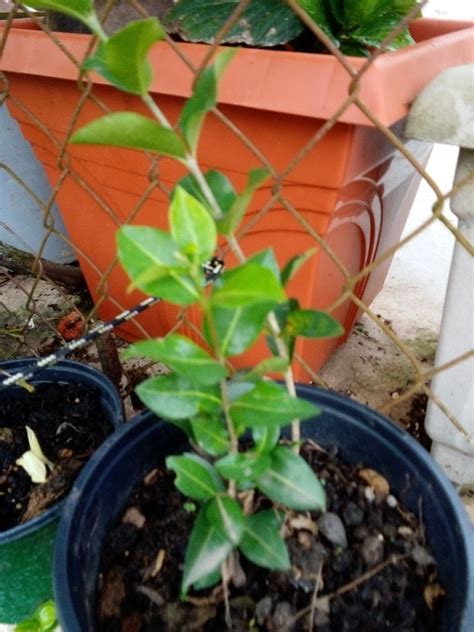 1 Acerola Barbados Cherry Young Tree Shrub Seedling Plant Etsy