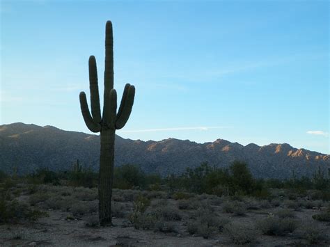 Cactus Désert Ouest Photo gratuite sur Pixabay Pixabay