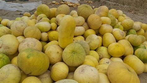 Melon Farming In Pakistan Organic Kharbooza Ki Kashat Best Quality