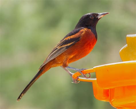 Orchard Oriole Feederwatch