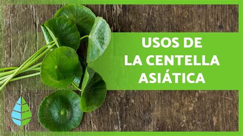 Beneficios De La Centella Asiatica Para La Salud Y La Piel