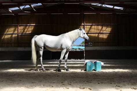 12 White Horse Breeds (with Pictures) | Pet Keen