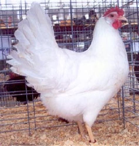 White Leghorn Chickens Baby Chicks For Sale Cackle Hatchery®