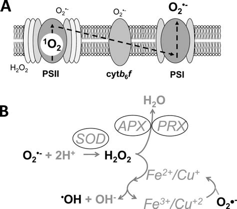 Sites Of Reactive Oxygen Species ROS Production At The Thylakoid