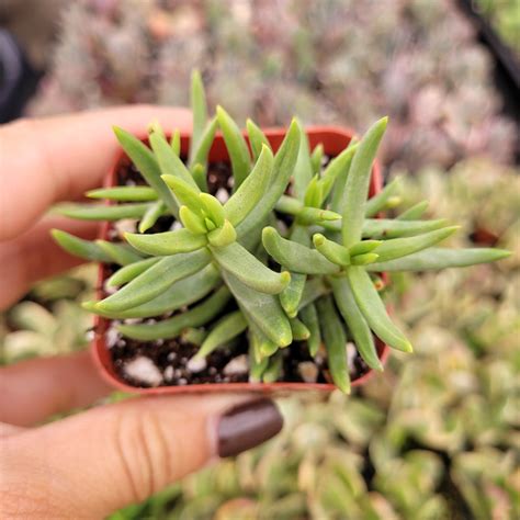 Crassula Tetragona Miniature Pine Tree Succulents Depot