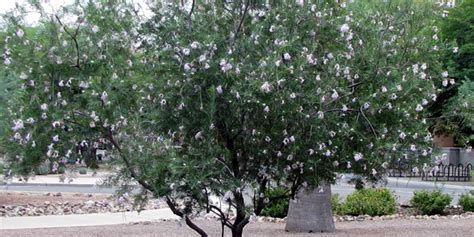 Phoenix Arizona Flowering Trees | Best Flower Site