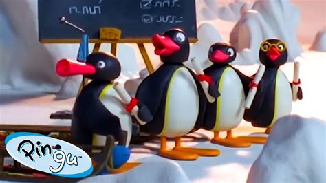 Pingu Likes School 🐧 Pingu Official Channel Cartoons For Kids