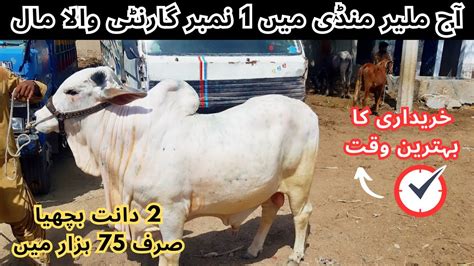 Malir Mandi Karachi Cattle Rates Update In Last Week Of Ramzan 18