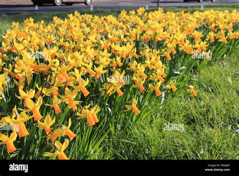 Daffodil Border Hi Res Stock Photography And Images Alamy