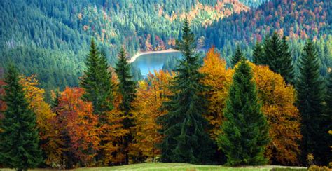 Características concepto y tipos de Bosque Templado