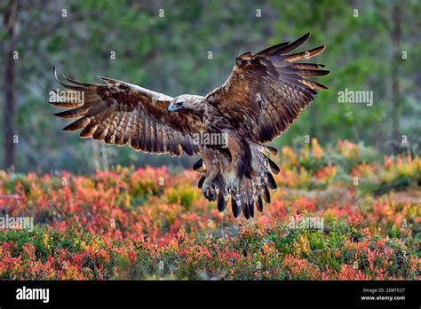 Air Brakes Hi Res Stock Photography And Images Alamy