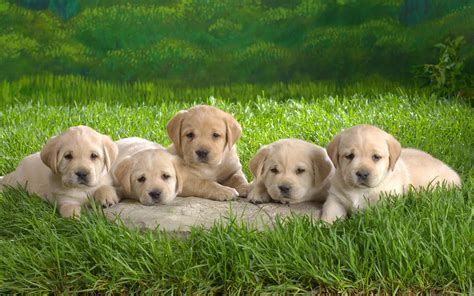 Lab Puppies Wallpaper