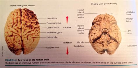 Ventral View Of Brain Diagram