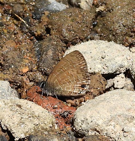 Common Line Blue From Melanting Waterfall Munduk Village Munduk