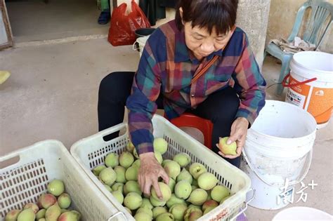 “脆桃党”福利来了！佛冈水头镇鹰嘴桃上市，农户摘果忙桃子罗沅琪廖素月