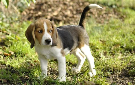 Saône Et Loire Chasse Bien Choisir Son Chiot De Chasse