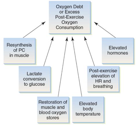 Chapter 4 Ex Phys Flashcards Quizlet