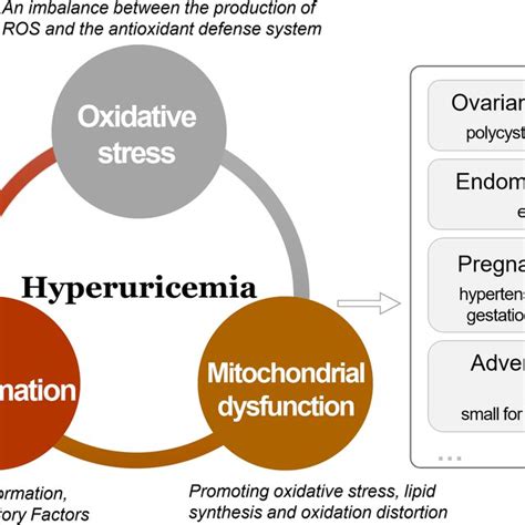 The Metabolic Process Of Uric Acid Download Scientific Diagram