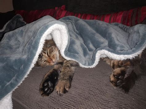 Premium Photo Cat Sleeping Under The Blanket