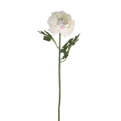 Sorbet Ranunculus Stem Cream 44cm Country Baskets