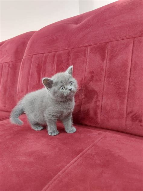 Yavru British Shorthair Petcim 978275