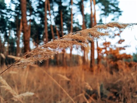 Premium Photo | Dry grass in the forest