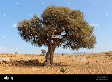 Argan tree Stock Photo - Alamy