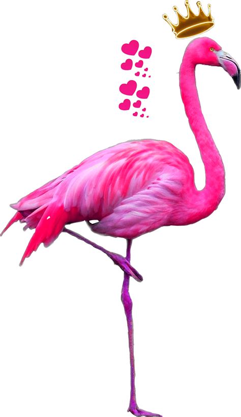 Flamingo Transparent Png Clipart Cute Flamingo Pink Flamingo Images