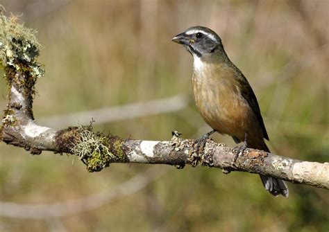 Foto Trinca Ferro Saltator Similis Por Dario Lins Wiki Aves A