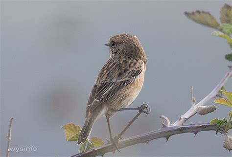 Passerines and Other Little Migratory Birds - Wysinfo Web Documentaries