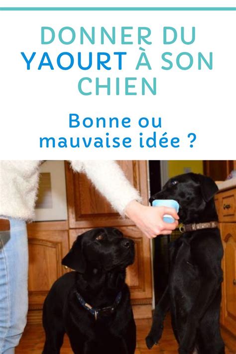 Donner du yaourt à son chien bonne ou mauvaise idée Chien Comme