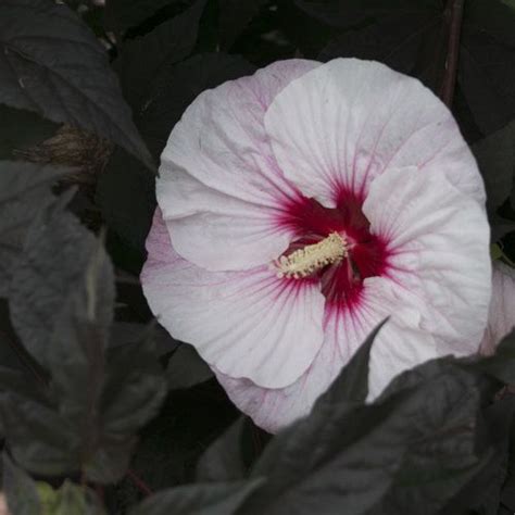 Summerific Perfect Storm Rose Mallow Hibiscus Hybrid Proven