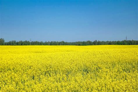 Yellow Flower Field Under The Blue Sky · Free Stock Photo