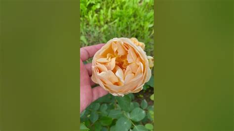 Роспуск Джуд де Обскюр 16 июня (второгодка) - YouTube