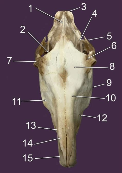 Lab Equine Skull Diagram Quizlet